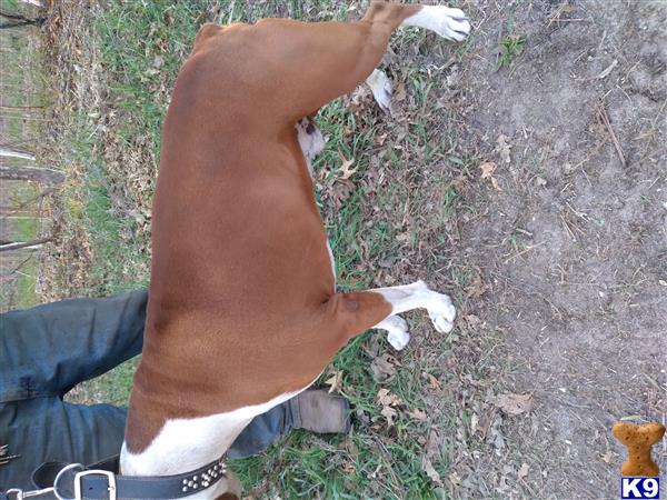 Jakeboxer Picture 3